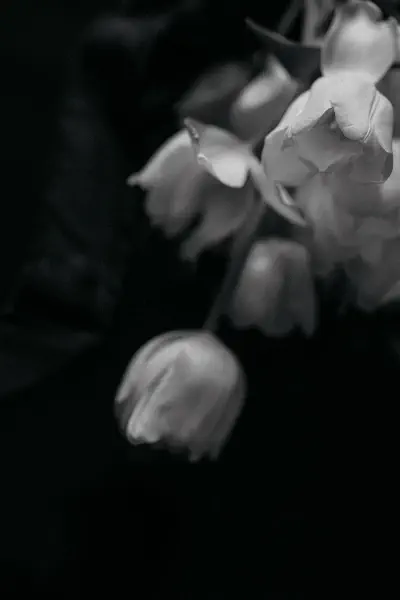 Photo: VANDA SCAZZARI PHOTOGRAPHY